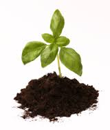 plant-growing-from-soil